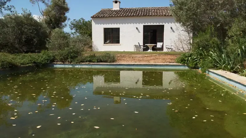 Pool turned algae green with leaves floating on the surface in front of a country house